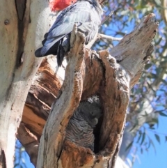 Callocephalon fimbriatum at Hughes, ACT - 24 Aug 2020