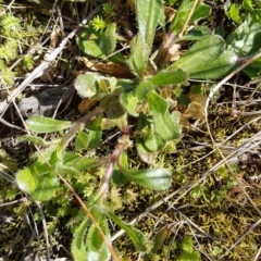 Cerastium glomeratum (Sticky Mouse-ear Chickweed) at Griffith, ACT - 26 Aug 2020 by SRoss