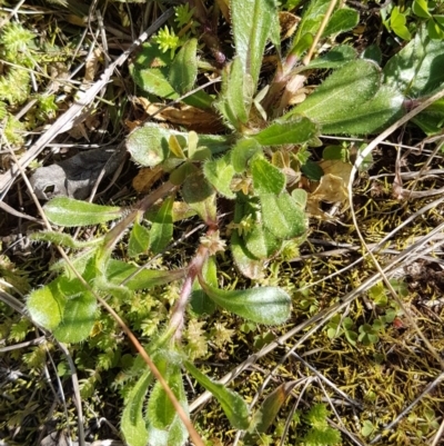 Cerastium glomeratum (Sticky Mouse-ear Chickweed) at Bass Gardens Park, Griffith - 26 Aug 2020 by SRoss