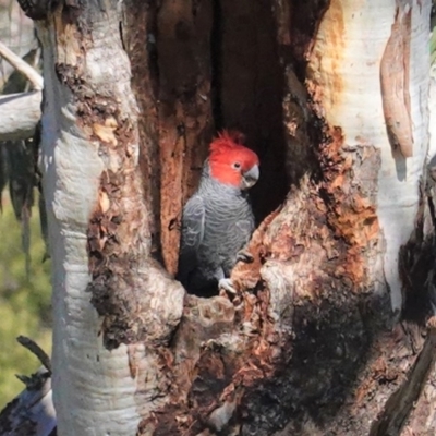 Callocephalon fimbriatum (Gang-gang Cockatoo) at GG52 - 25 Aug 2020 by JackyF