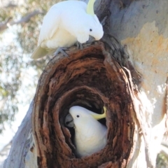 Cacatua galerita (Sulphur-crested Cockatoo) at GG38 - 25 Aug 2020 by JackyF