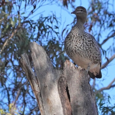 Chenonetta jubata (Australian Wood Duck) at GG38 - 25 Aug 2020 by JackyF