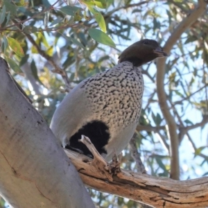 Chenonetta jubata at Deakin, ACT - 26 Aug 2020 09:54 AM