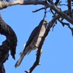 Tachyspiza fasciata (Brown Goshawk) at Deakin, ACT - 24 Aug 2020 by JackyF