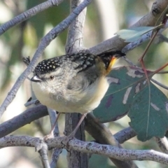 Pardalotus punctatus (Spotted Pardalote) at Deakin, ACT - 24 Aug 2020 by JackyF