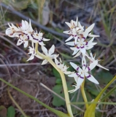 Wurmbea dioica subsp. dioica (Early Nancy) at Hawker, ACT - 26 Aug 2020 by tpreston