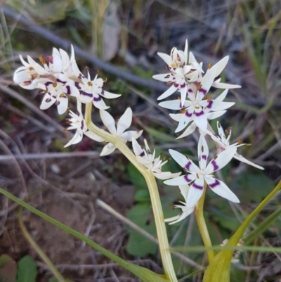 Wurmbea dioica subsp. dioica (Early Nancy) at Hawker, ACT - 26 Aug 2020 by tpreston