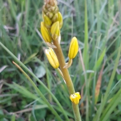 Bulbine bulbosa (Golden Lily) at Hawker, ACT - 26 Aug 2020 by tpreston