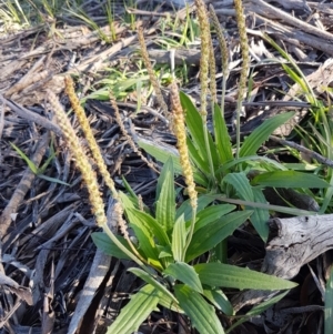 Plantago varia at Hawker, ACT - 26 Aug 2020