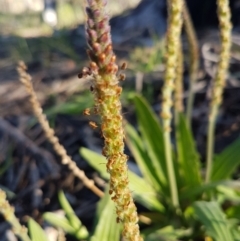 Plantago varia at Hawker, ACT - 26 Aug 2020