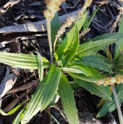 Plantago varia at Hawker, ACT - 26 Aug 2020 04:01 PM