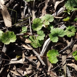 Hydrocotyle laxiflora at Hawker, ACT - 26 Aug 2020 04:03 PM