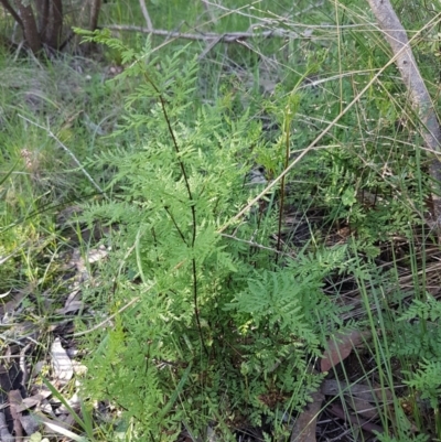 Cheilanthes austrotenuifolia (Rock Fern) at The Pinnacle - 26 Aug 2020 by trevorpreston
