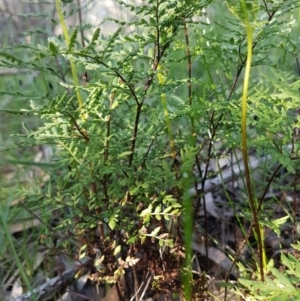 Cheilanthes austrotenuifolia at Hawker, ACT - 26 Aug 2020