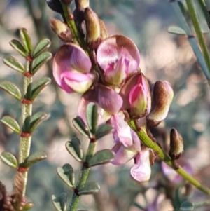 Indigofera adesmiifolia at Hawker, ACT - 26 Aug 2020