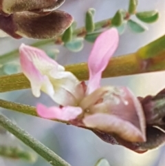 Indigofera adesmiifolia at Hawker, ACT - 26 Aug 2020