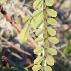 Indigofera adesmiifolia at Hawker, ACT - 26 Aug 2020