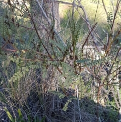 Indigofera adesmiifolia at Hawker, ACT - 26 Aug 2020