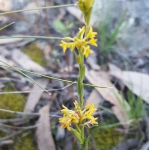 Pimelea curviflora at Hawker, ACT - 26 Aug 2020