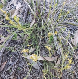 Pimelea curviflora at Hawker, ACT - 26 Aug 2020