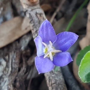 Wahlenbergia sp. at Hawker, ACT - 26 Aug 2020