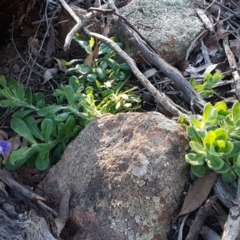 Wahlenbergia sp. at Hawker, ACT - 26 Aug 2020