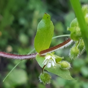 Stellaria media at Hawker, ACT - 26 Aug 2020