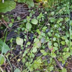 Stellaria media at Hawker, ACT - 26 Aug 2020