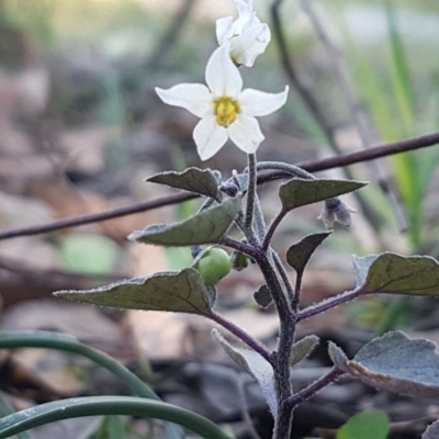 Solanum nigrum (Black Nightshade) at The Pinnacle - 26 Aug 2020 by trevorpreston
