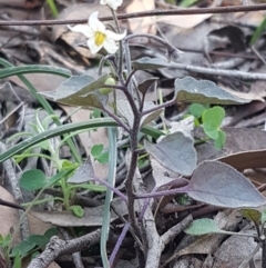 Solanum nigrum at Hawker, ACT - 26 Aug 2020