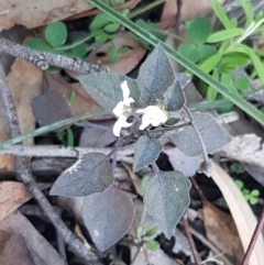 Solanum nigrum at Hawker, ACT - 26 Aug 2020 04:27 PM