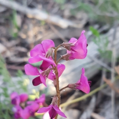 Swainsona sericea (Silky Swainson-Pea) at Hawker, ACT - 26 Aug 2020 by trevorpreston