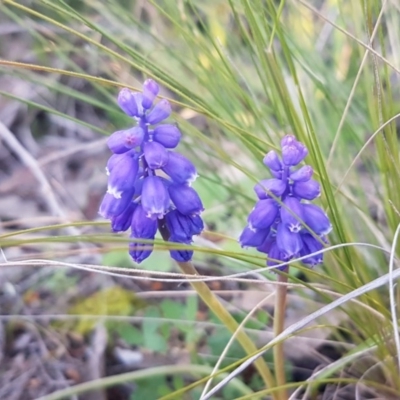 Muscari armeniacum (Grape Hyacinth) at Hawker, ACT - 26 Aug 2020 by trevorpreston