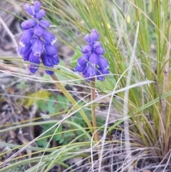 Muscari armeniacum at Hawker, ACT - 26 Aug 2020