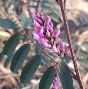 Indigofera australis subsp. australis at Hawker, ACT - 26 Aug 2020 04:49 PM