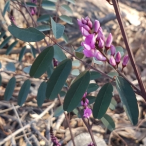 Indigofera australis subsp. australis at Hawker, ACT - 26 Aug 2020