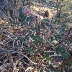 Indigofera australis subsp. australis at Hawker, ACT - 26 Aug 2020 04:49 PM