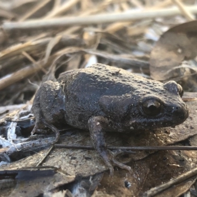 Uperoleia laevigata (Smooth Toadlet) at Thurgoona, NSW - 25 Aug 2020 by Damian Michael