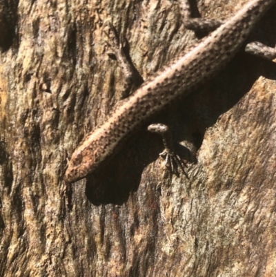 Cryptoblepharus pannosus (Ragged Snake-eyed Skink) at Thurgoona, NSW - 26 Aug 2020 by DamianMichael