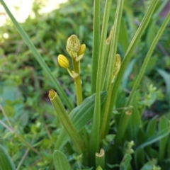 Bulbine bulbosa (Golden Lily) at Hughes, ACT - 26 Aug 2020 by JackyF