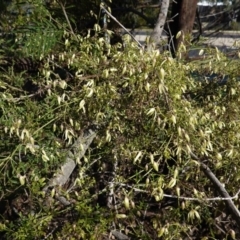 Clematis leptophylla (Small-leaf Clematis, Old Man's Beard) at Deakin, ACT - 26 Aug 2020 by JackyF