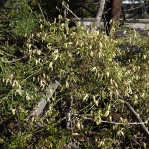 Clematis leptophylla at Deakin, ACT - 26 Aug 2020