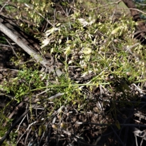 Clematis leptophylla at Deakin, ACT - 26 Aug 2020 10:03 AM