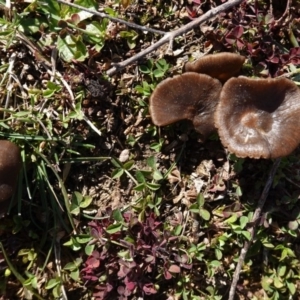 zz agaric (stem; gills not white/cream) at Deakin, ACT - 17 Aug 2020 09:59 AM