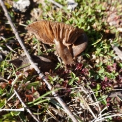 zz agaric (stem; gills not white/cream) at Deakin, ACT - 17 Aug 2020