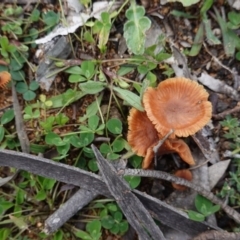 Laccaria sp. (Laccaria) at Hughes, ACT - 20 Aug 2020 by JackyF