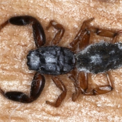 Holoplatys sp. (genus) (Unidentified Holoplatys jumping spider) at Majura, ACT - 26 Aug 2020 by jbromilow50