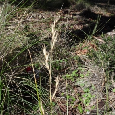 Rytidosperma pallidum (Red-anther Wallaby Grass) at Carwoola, NSW - 26 Aug 2020 by AndyRussell