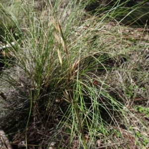 Rytidosperma pallidum at Carwoola, NSW - 26 Aug 2020