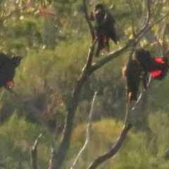 Calyptorhynchus lathami lathami (Glossy Black-Cockatoo) at Vincentia, NSW - 6 Jul 2020 by tomtomward